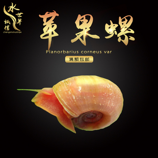 苹果螺吃涡虫斑马螺象牙白黄金螺可繁殖除藻除苔樱花虾彩蛋螺