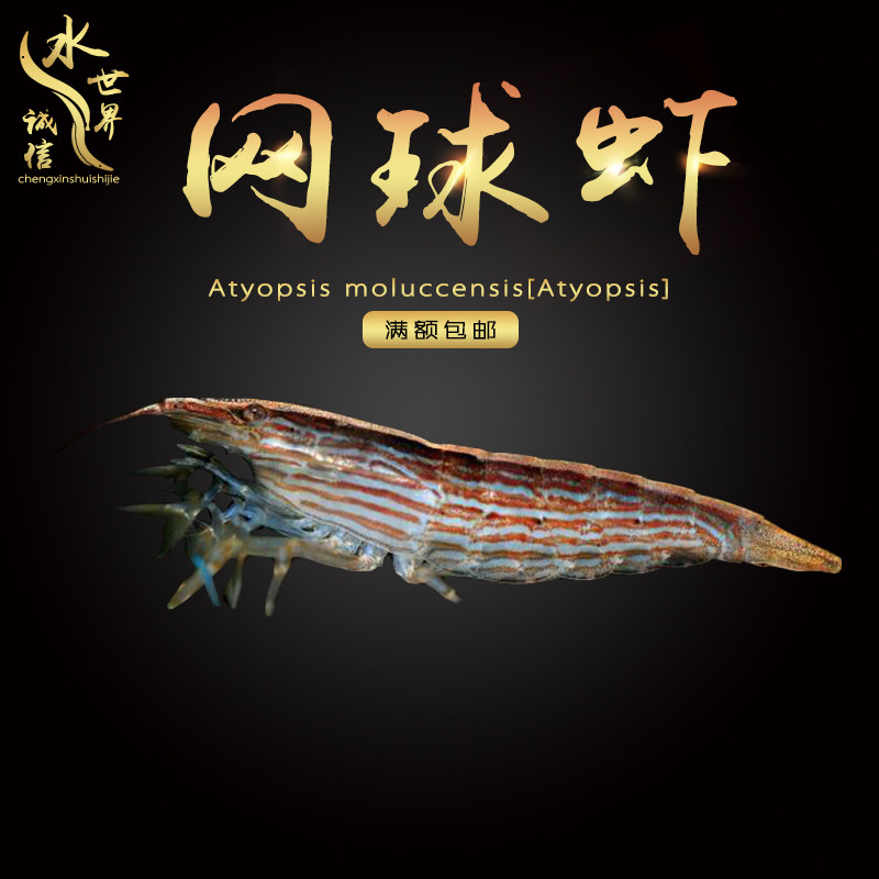 淡水非洲巨人网球虾木纹网球虾非洲巨网观赏虾除藻工具虾草缸热带