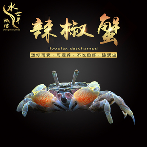 辣椒蟹螃蟹深水蟹豹点蟹相手蟹蝴蝶蟹除涡虫樱桃蟹除残渣粑粑