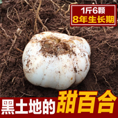 新鲜百合兰州鲜百合甘肃特产农家无硫食用甜兰州百合 包邮 航空
