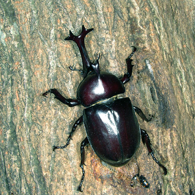 独角仙幼虫成虫宠物甲虫新手套餐