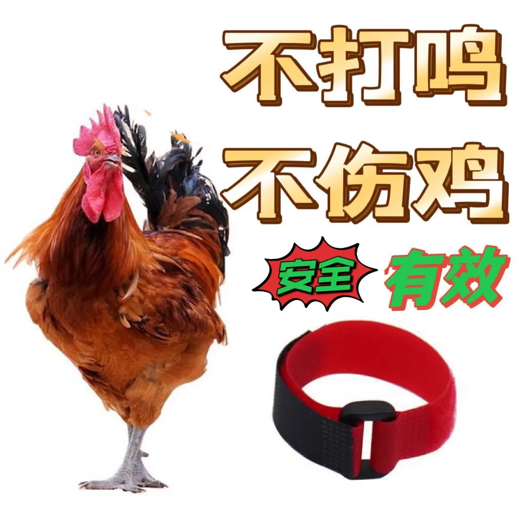 防止公鸡打鸣神器止鸣器项圈 防叫器防叫鸡打鸣项圈鸭 鹅公鸡噪音