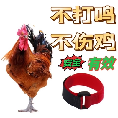 宠物鸡项圈2件装防打鸣