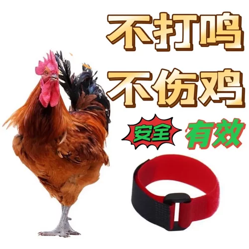 宠物鸡项圈2件装防打鸣