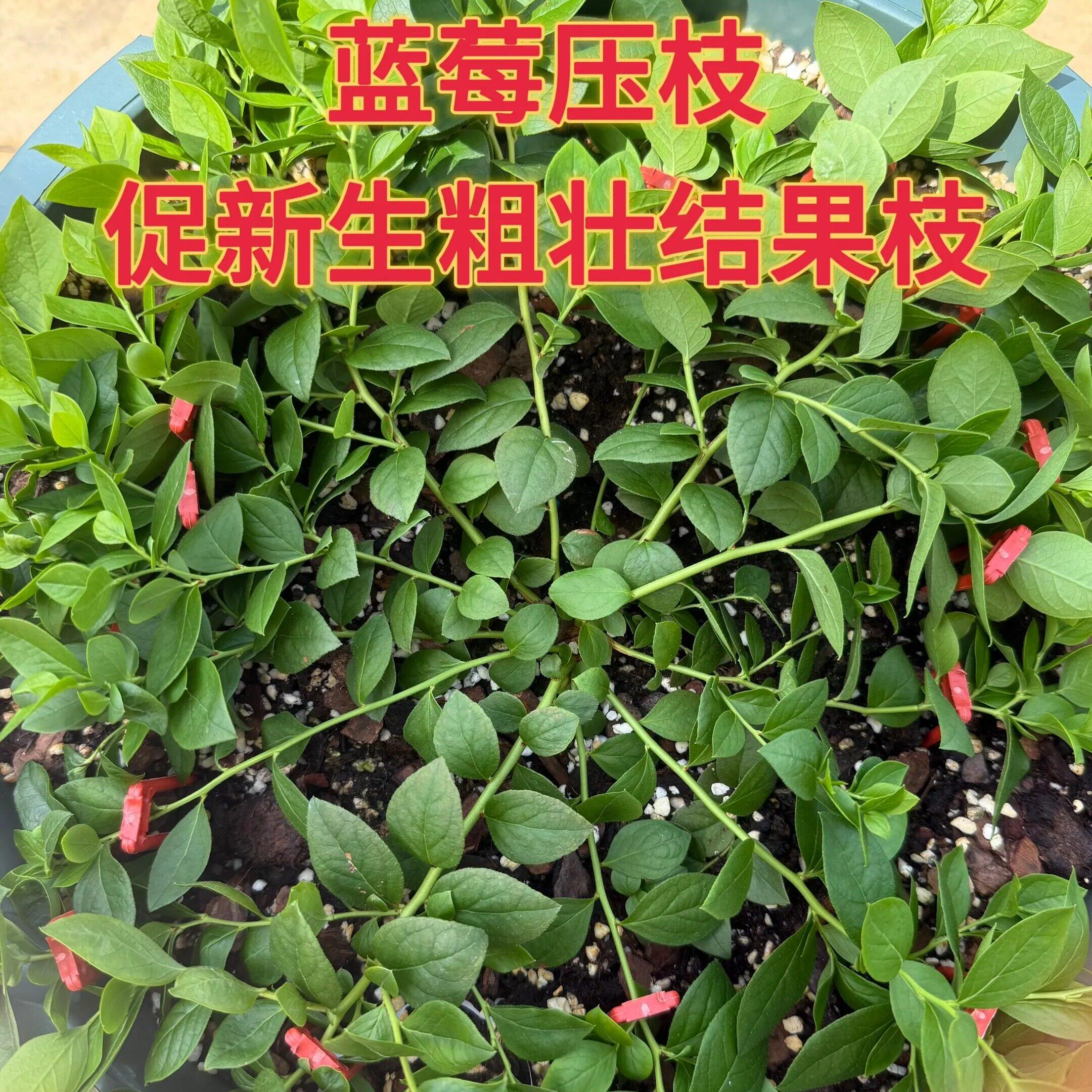 蓝莓压枝神器叉滴灌叉草莓叉园艺固定匍匐茎植物定植叉育苗生根叉