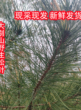 大别山新鲜野生松针天然松针