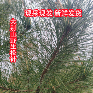 大别山新鲜野生松针 天然松针马尾松新鲜发货野生松树枝 针叶松针