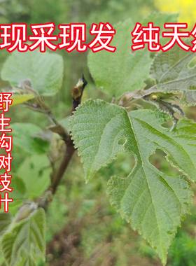 大别山野生构树楮树枝中药材
