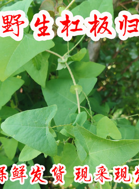 野生新鲜杠板归原生现采中草药