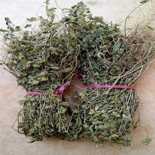 孩儿草曱甴草黄蜂草蟑螂草土夏枯草疳积草消积茶干货煲汤非独脚金 - 封面