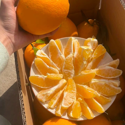 赣南脐橙现摘树上自然成熟无添加皮薄多汁自家果园手剥橙寻乌脐橙