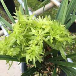 南靖兰花基地铭品浓香奇花室内花卉绿植不带花苞绿植物花卉