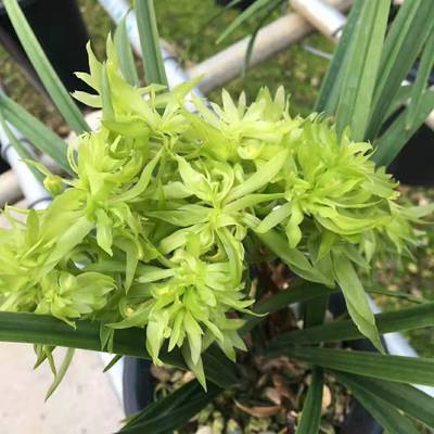 绿植基地南靖兰花