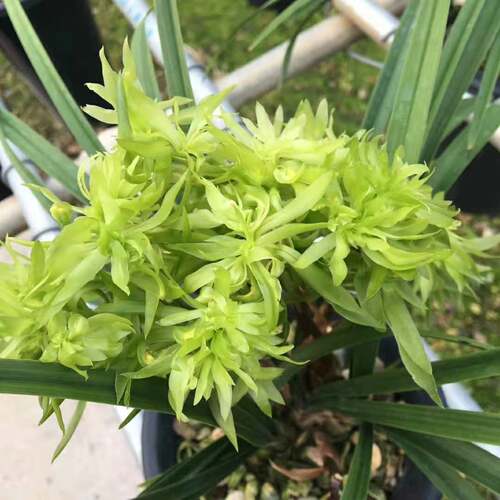 绿植基地南靖兰花