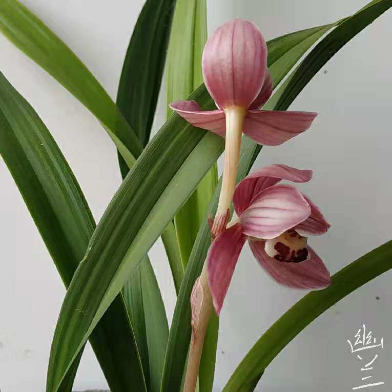 福建南靖兰花四季浓香红玉建兰铭品