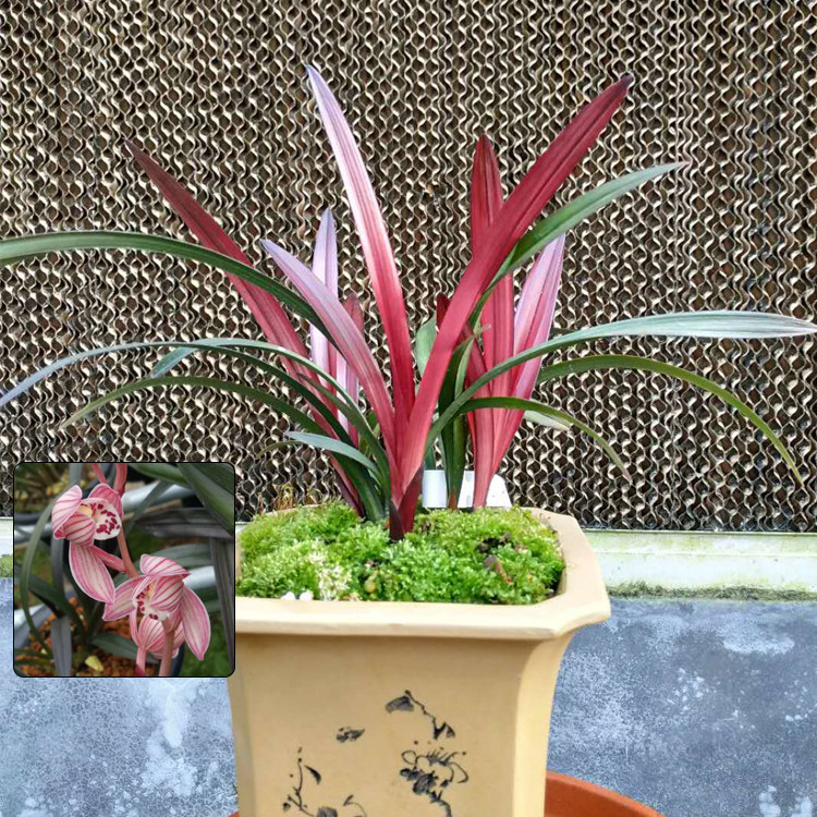 【幽兰逸苑】建兰红荷 红草兰苗名贵四季兰荷瓣红花浓香盆栽花卉