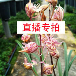 福建南靖兰花直播专拍兰花盆栽绿植室内装饰