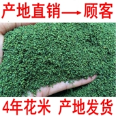 三七花 云南文山三七花正品 三七花米翠珠茶特级四年三七花米500克