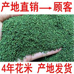 三七花 云南文山三七花正品三七花米翠珠茶特级四年三七花米500克