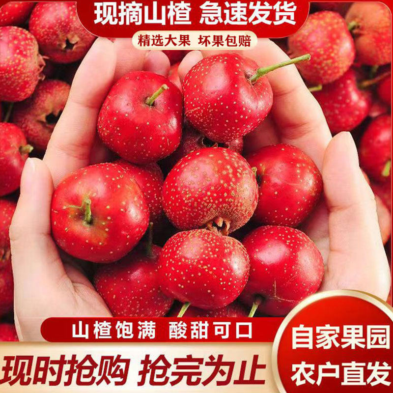 新鲜山楂果大山楂鲜红果新鲜山楂山里红现摘生山楂冰糖葫芦专用果