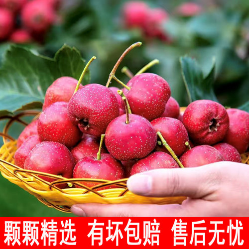 新鲜山楂大果人工挑选坏果包赔