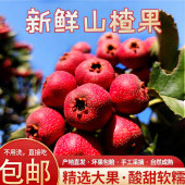 新鲜山楂果山楂大果新鲜红果山楂干冰糖葫芦山楂批发鲜果专用 包邮