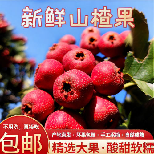 5斤特大山楂果园现摘现发~