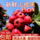 新鲜山楂果山楂大果新鲜红果山楂干冰糖葫芦山楂批发鲜果专用 包邮