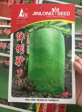 东北老品种农家拌倒驴大青萝卜种子青皮萝卜籽晒萝卜干储存水果