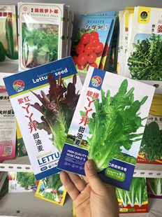 丫丫开甜麦菜种子香油麦菜种籽蔬菜籽春秋农家油麦菜籽红油麦菜