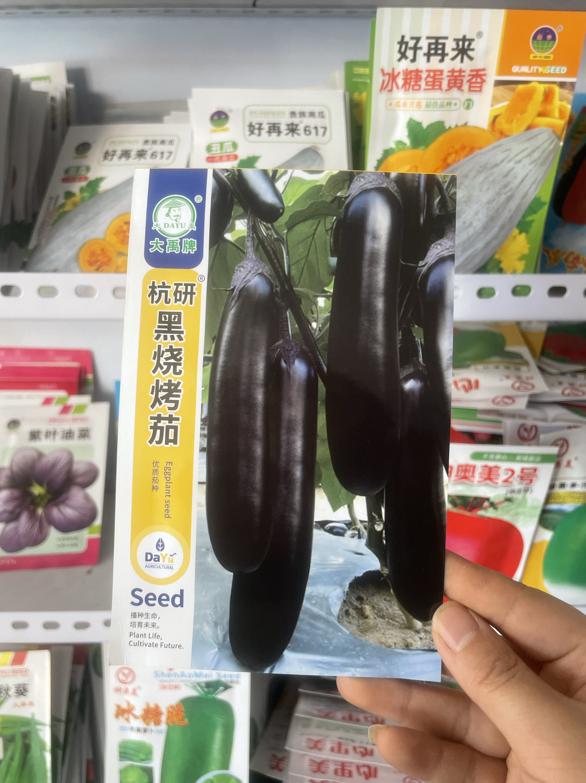 杭研黑烧烤茄子种子农家粗长茄真糯烧烤茄子籽早熟紫茄子种籽