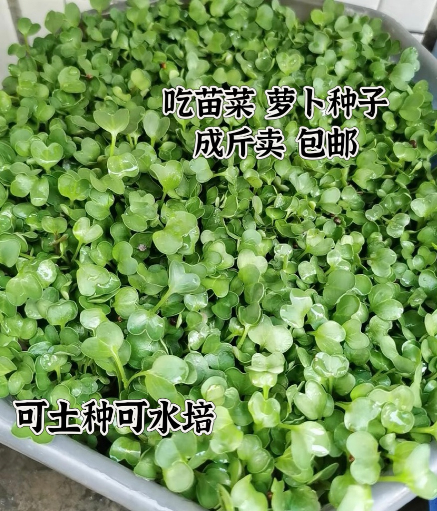 吃芽苗菜的萝卜籽可吃叶芽率好