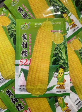 金牛星黄甜糯521黄糯玉米种子东北粘苞米籽甜加糯黄粘玉米不秃尖