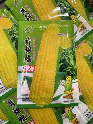 金牛星黄甜糯521黄糯玉米种子东北粘苞米籽甜加糯黄粘玉米不秃尖