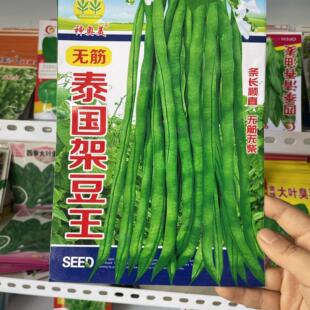 四季豆泰国无筋架豆王豆角种子长豆角农家菜豆角籽干煸脆嫩