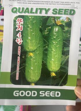 华为4号水果黄瓜种子短粗甜
