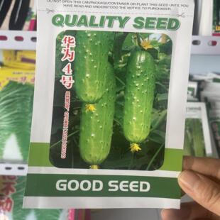 华为4号水果黄瓜种子东北农家旱黄瓜籽短粗甜味纯雌小黄瓜种籽
