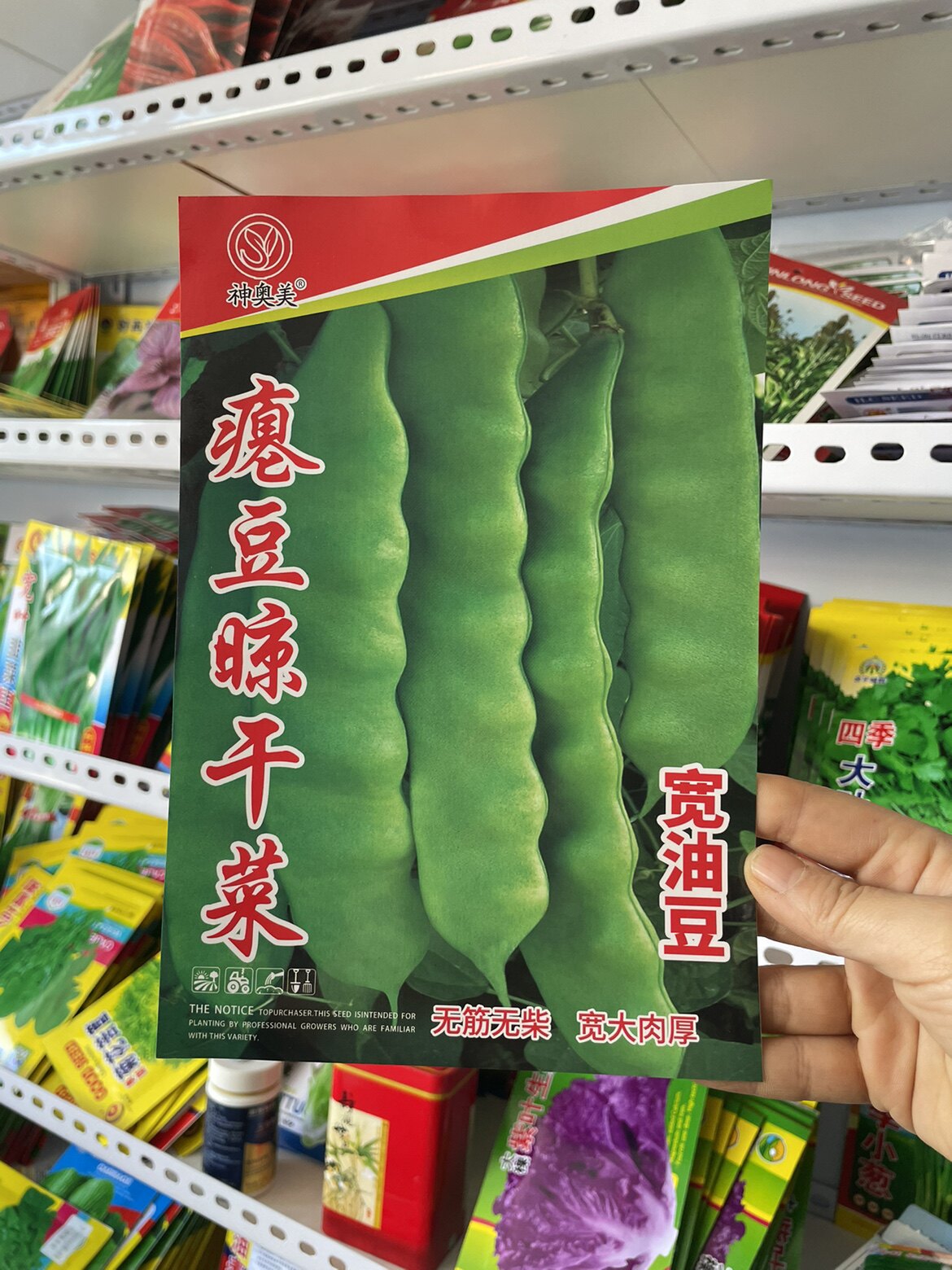 瘪豆晾干菜油豆角种子晒豆角丝豆角籽搭架扁莲子架油豆纯绿色包邮