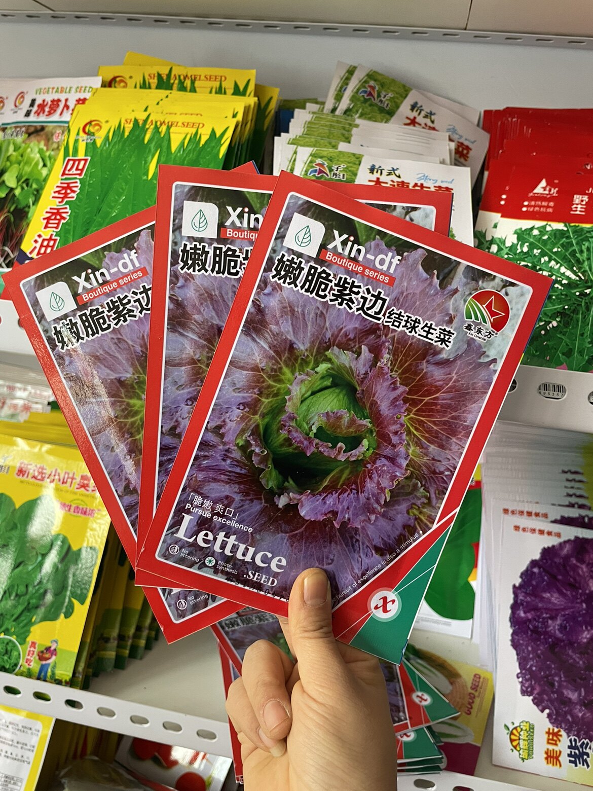 美味奶油生菜种子糖菜芸苔菜玻璃生菜籽甜油麦菜羽衣甘蓝种子