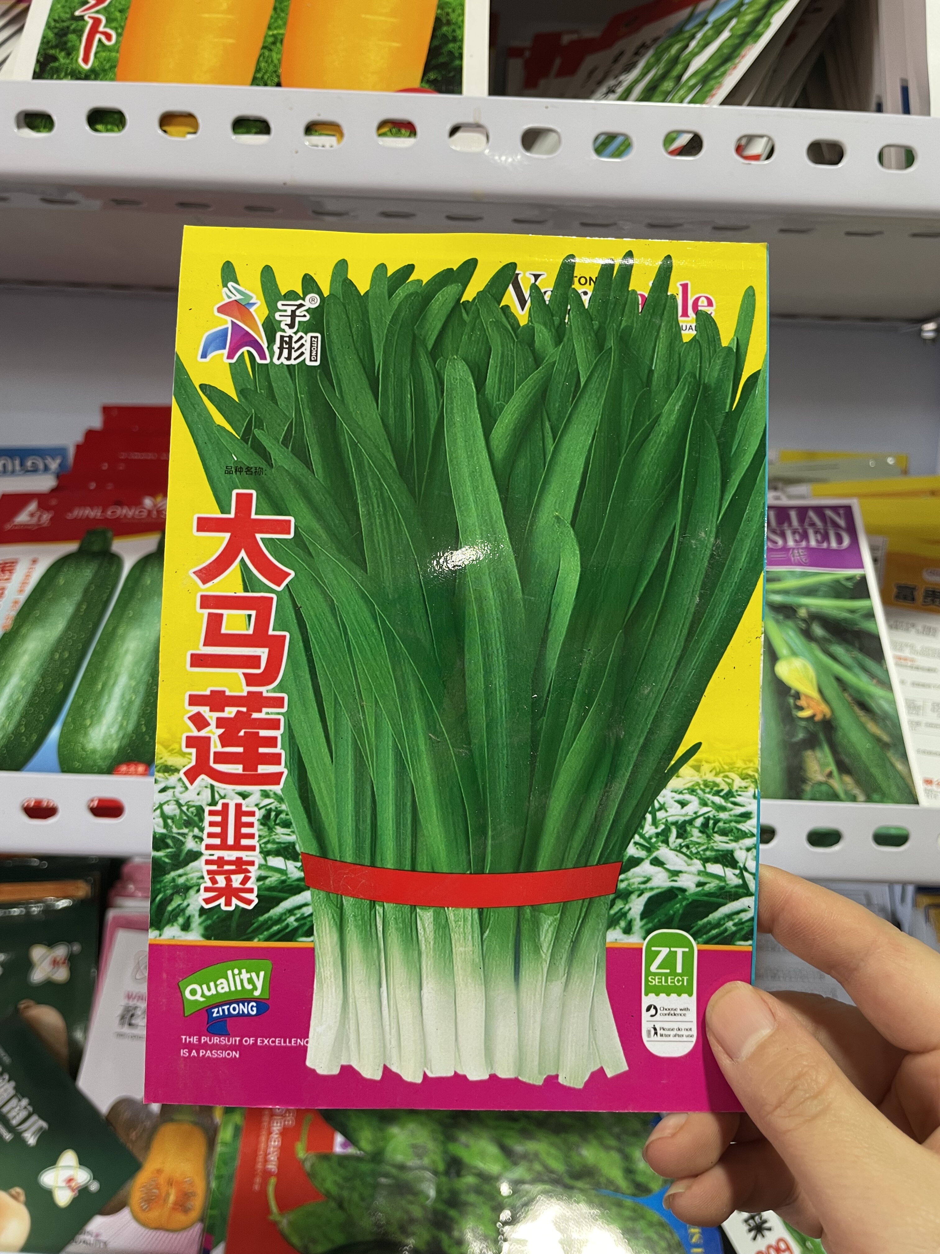 东北韭菜种子大马莲韭菜籽新籽农家老品种雪韭菜子原装50克包邮