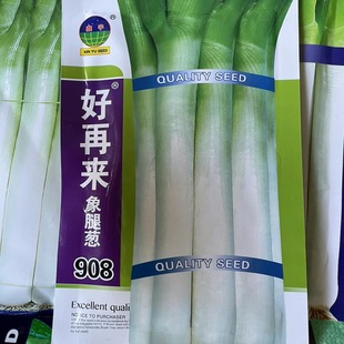 好再来象腿908象腿大葱种子高白甜辣大葱籽白露葱育苗葱冬储包邮