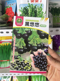 东北黑悠悠种子农家黑天天种子悠悠籽黑星星种子龙葵草种子微甜