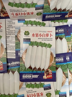 水果小白萝卜种子甜脆韩式萝卜种籽农家小白萝卜籽泡菜萝卜500粒