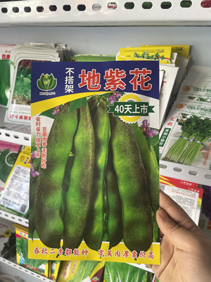 紫花油豆角种子不搭架油豆角籽紫花油豆角种籽农家地紫花面糊早熟