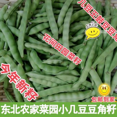 东北小几豆豆角种子鼓豆无筋无柴