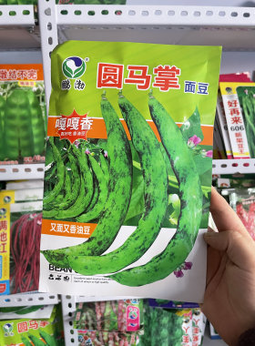 东北圆马掌油豆角豆子农家豆角籽搭架面糊无筋无柴恋秋豆角子包邮