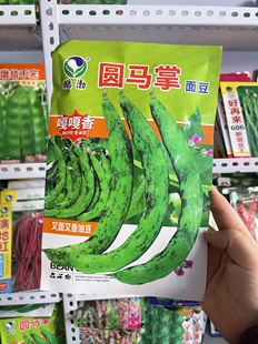 东北圆马掌油豆角豆子农家豆角籽搭架面糊无筋无柴恋秋豆角子包邮