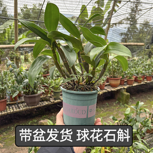 带盆种活发货 球花石斛兰鼓槌石斛金钗石斛铁皮石斛苗盆景盆栽