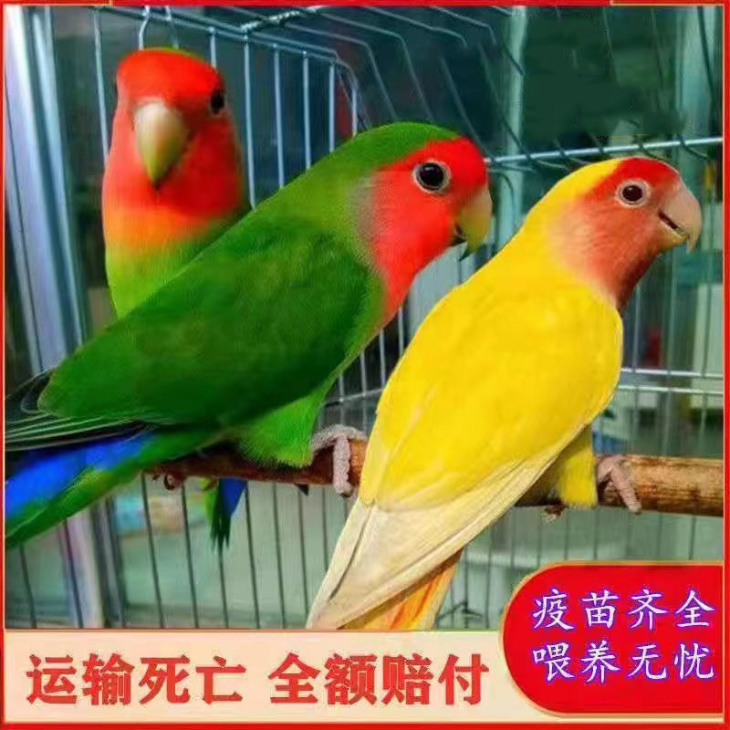 手养牡丹鹦鹉活鸟活体健康黄桃绿桃小鸟会学说话的可繁殖宠物鸟,宠物/宠物食品及用品,鸟,淘宝优惠券,粉丝福利购,淘宝优惠卷
