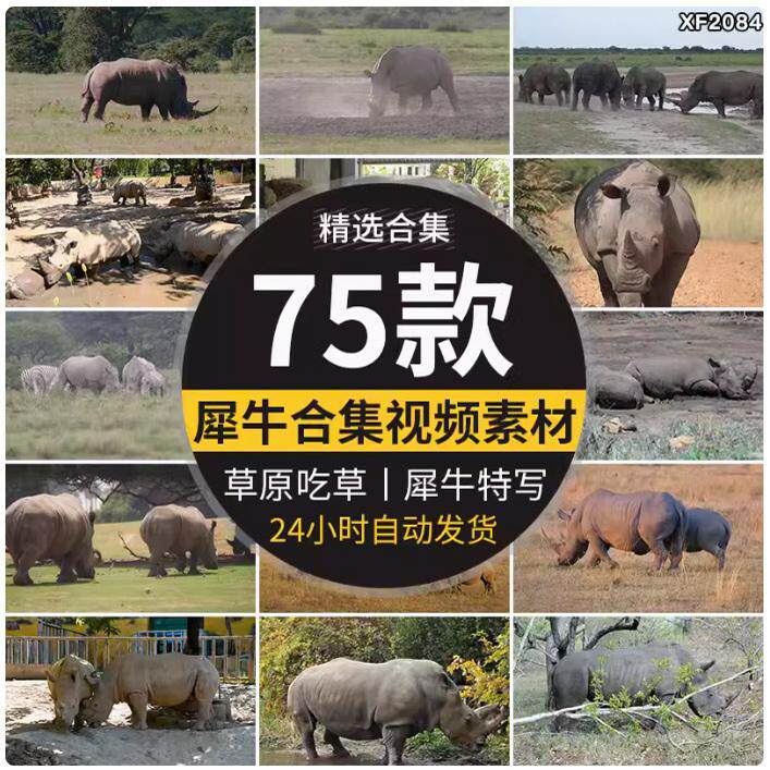 犀牛吃草特写泥坑一群白犀牛平原野生动物园高清实拍剪辑视频素材